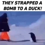 They strapped a bomb to a duck!