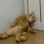 get the life absolutelysmacked out of