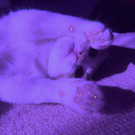 caca
