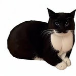 you are my sunshine (soviet union version)