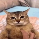 Rise and Shine It's Backshot(copy)