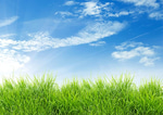 Green Green Grass
