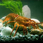 Langouste