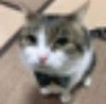 frog laughing meme v2