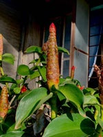 Colgate Brush Brush Brush commercial jingle - Sound