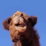 Camel 1