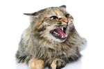 Cat Growling