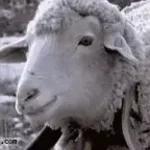 Sheep Sound Effect