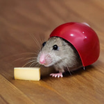 oh my gosh is that ratatouille