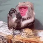 VIDEO LUCU MONYET EWEWE