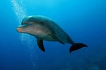 Dolphin bleep