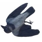 steike den til middag (Tapetlim)