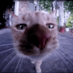 this is sussy