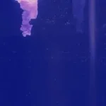 fun fact izzy is an edp