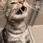 Rihanna Dont Stop The Music Lyrics