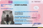 BOBR