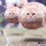 spinning flying cat