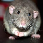 Just Then The King Felt True Fear - Sound