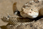 Rattlesnake sound effect