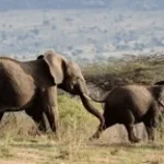 12. GADING PADA GAJAH SUMATRA