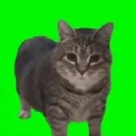 OIA Cat Twisted Gallery