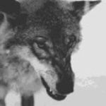 GROWL - Sound