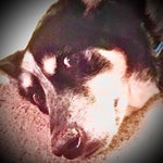 eating a burger with no honey mustard