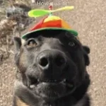 C’est le chien prankeur à la grande roue 🐕🎡 (copy)