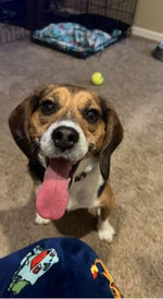 Ylvis- The Fox (What Does The Fox Say )