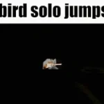 free bird