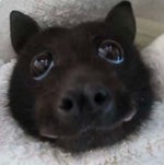 Supreme Ant Block Tales OST