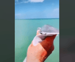 Shark YUH