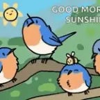 why do birds sunly aper wen your neer (copy)