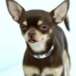 S6 dek par turn dbdl Thai