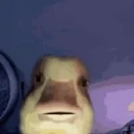Crazy Duck