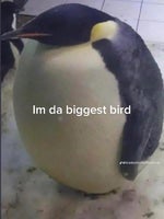 no no more that's it i don't care (Bass boosted vaporized)