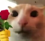 Caballo habla como mona china