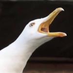 I'm a bird ah ah