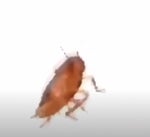 Spinning roach meme