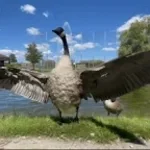Canada Geese Honking & Flying Off