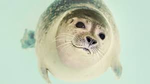 Seal waaaaaa
