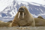 Walrus SFX 10