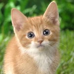 la chatte, la CHAATTE!!