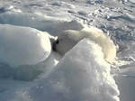 EGUUGH baby seal