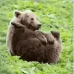 bear_dayz-made-with-Voicemod