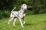 Dog Barking 7