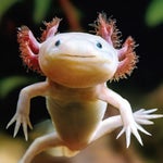 oooooooooooooooo - Sound