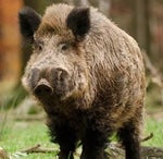 freddy fast bear - Sound