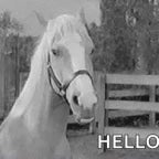 Whinny'ing horse (copy)