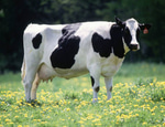 Polish Cow Full Version